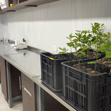 trufalab laboratorio plantines de calidad