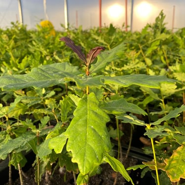 trufalab roble