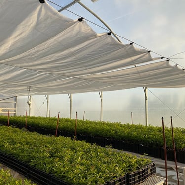 trufalab invernadero vivero plantines micorrizados