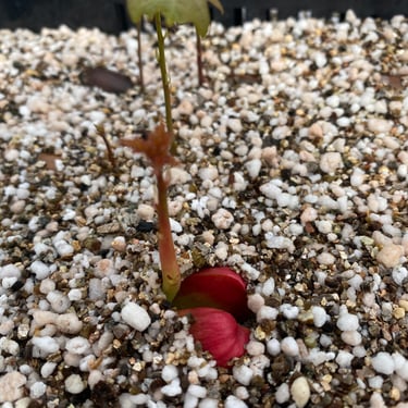 trufalab bellotas germinando plantines micorrizados