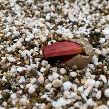trufalab bellota q.robur germinando