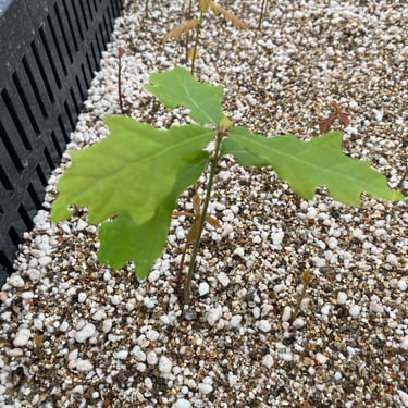 trufalab roble quercus robur