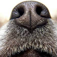 nosework mantrailing 49 maine et loire