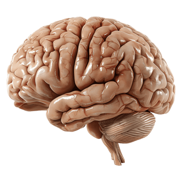 Cerebro  -  (Neurología)