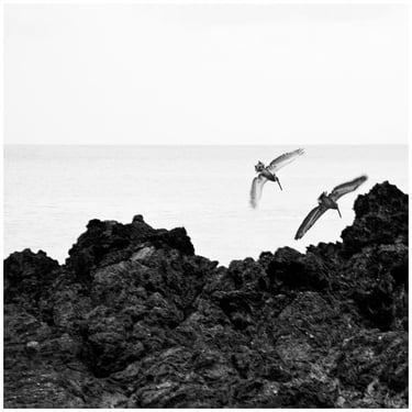 Costarica: a bird flying over a rocky beach
