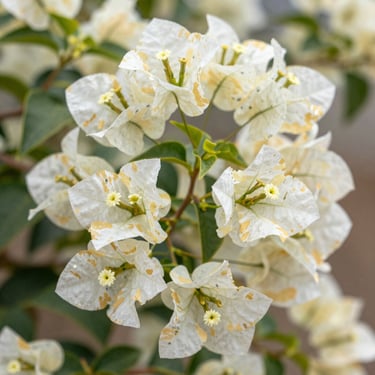 Technical shot of premium variegated bougainvillea foliage, white and gold margins, grafted clean union visible on a durable stem, bright daylight.