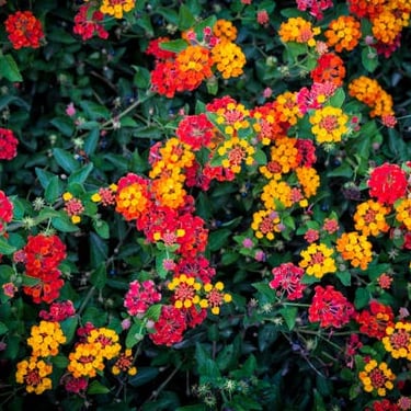 planta nativa polinizadora lantana