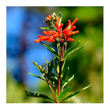 Trompetilla Planta polinizadora queretaro