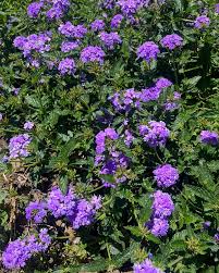 planta verbena rastrera