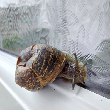 Snail with a crushed shell