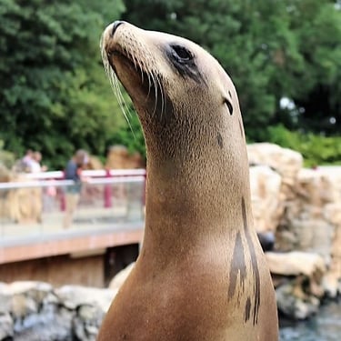 Sea Lion, Sea World, Orlando Florida