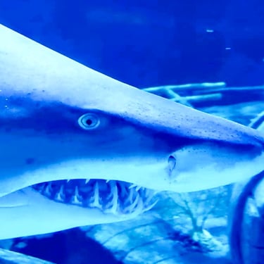Shark, Sealife, aquariums