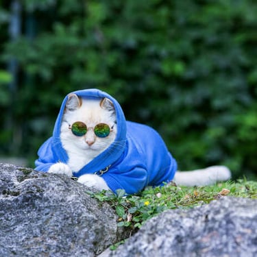 Gato con suéter azul y lentes a la moda