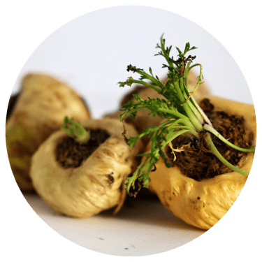 Maca-Wurzelextrakt aus Lepidium meyenii – traditionelles Pflanzenextrakt, das mit Vitalität assoziiert wird