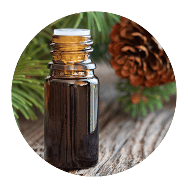 Pinienrindenextrakt aus Pinus pinaster – natürliche Pflanzenquelle zur Unterstützung von Energie und Wohlbefinden