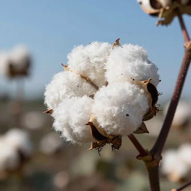Close-up of a mature cotton boll on a plant, ready for harvest under a clear blue sky