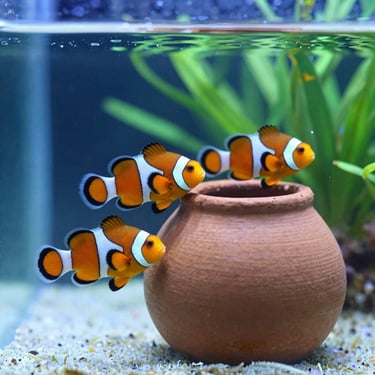 A pair of captive-bred clownfish swimming near a clean clay breeding pot in a biosecure tank, crystal clear water.