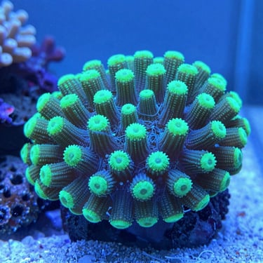 Macro detail of healthy pulsing xenia coral in a clean propagation tank, bright blue water, laboratory setting.