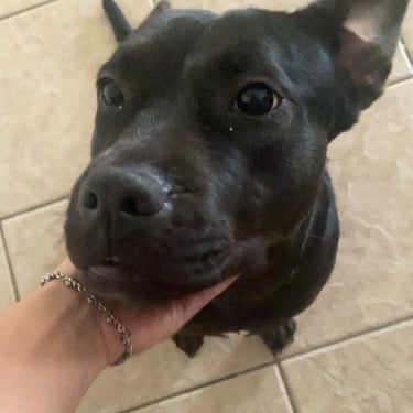 black dog pit bull lab mix