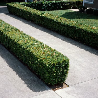 The exact same brick driveway hedge, sculpted plumb-line straight, razor-sharp flat top, pristine concrete driveway with zero leaves left behind, bright daylight.