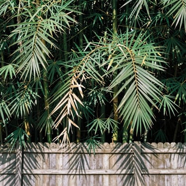 Dense, choking bamboo jungle and dead palm fronds hanging low over a weathered wooden fence, harsh shadows, documentary style.