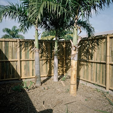 The exact same backyard fence, bamboo completely excavated, palm trees cleaned and trunk-shaved, clean soil bed, bright direct daylight.