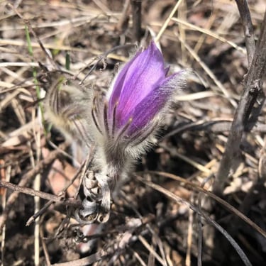 Prairie Crocus, signs of spring, waterton wildflower walk