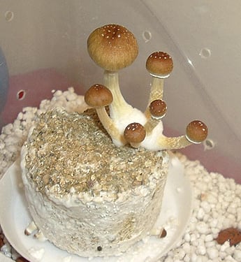Psilocybin Cubensis