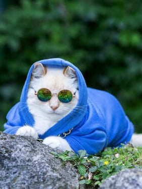 Gato blanco con sudadera azul y gafas de sol redondas reflectantes al aire libre.