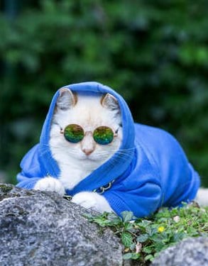 Gato con lentes redondos y sudadera azul