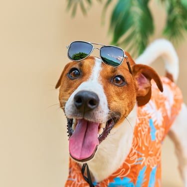 Perro con lentes y camisa hawaiana