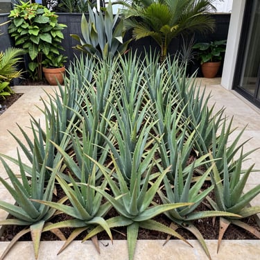 Rows of spiky green aloe vera plants growing in a modern stone planter in a lush tropical garden.
