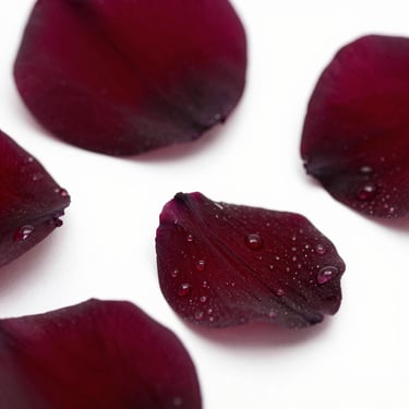 Macro photography of fresh botanical petals with delicate dew drops, deep burgundy tones, elegant lighting