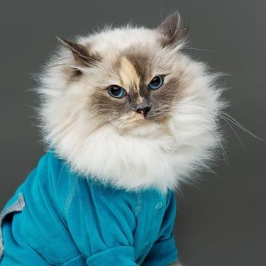 Gato con sudadera azul