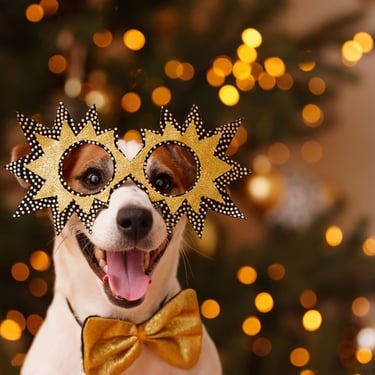 perrito feliz en navidad con lentes de diseño navideño 