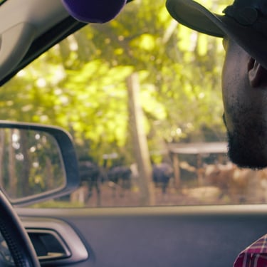 Farmer driving through a rural farm landscape with cattle visible outside the vehicle window.