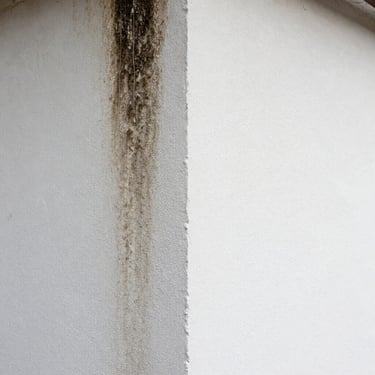 Tight before-after detail of exterior render: left side showing dark damp staining and biological growth on white plaster, right side clean white surface with crisp texture intact, overcast-to-sunlit lighting transition