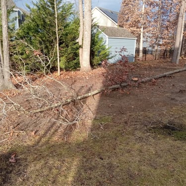 Precision felling of small tree in a suburban backyard