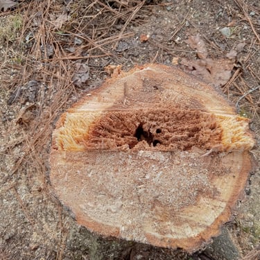 Red Oak tree stump with hinge wood left showing rotten core