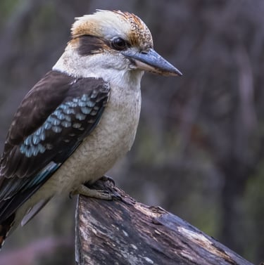 a bird sitting on a tree branch in the woods. KOOKABURRA Australia 