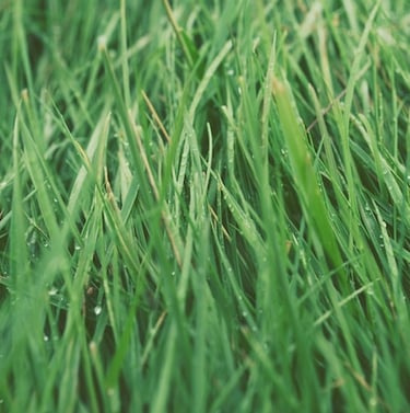 green Quackgrass
