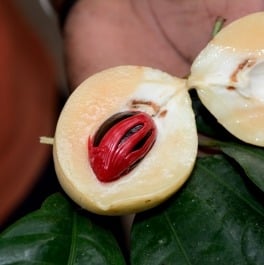 Freshly harvested nutmeg fruit with red mace on Zanzibar spice farm
