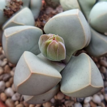 small and gray succulents that are called Karoo Rose