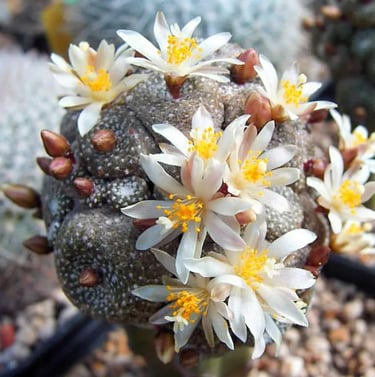 a round cactus plant with white yellow flowers