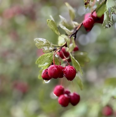 a leafy Crataegus bush in shade with red berries