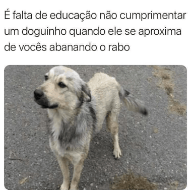 cachorro abanando o rabo