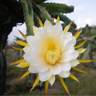 a white and yellow dragonfruit flower