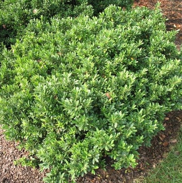 one small and low growing evergreen bush