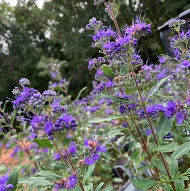 multiple Blueberard flowers blooming on the bushes steams