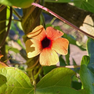 a Black Eyed Susan full sun flower for hanging baskets